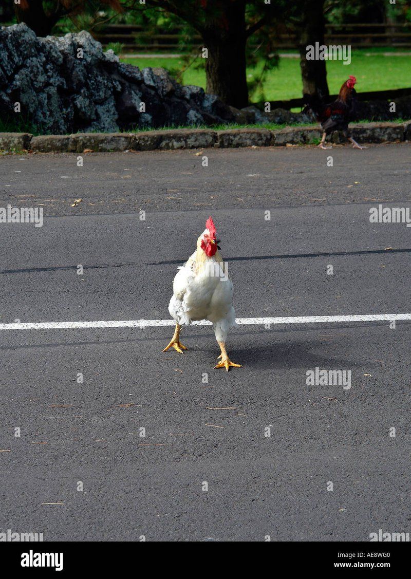 Introduction to chicken road game Introduction to chicken road game